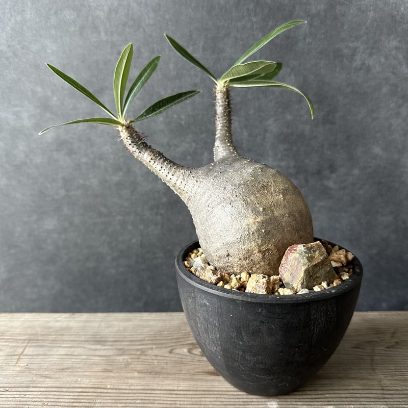 現地球・発根済】パキポディウム グラキリス 鉢付き 塊根植物