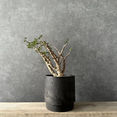 【現地球・発根済】センナ メリディオナリスル　鉢付き　塊根植物　コーデックス　観葉植物　インテリア　多肉植物　PMM-1