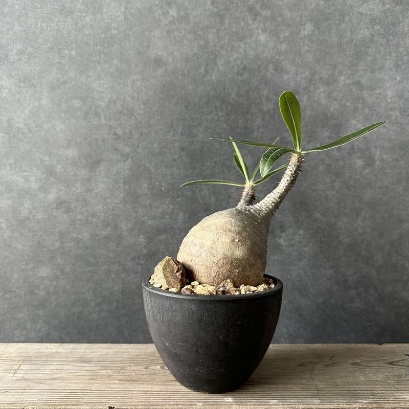 現地球・発根済】パキポディウム グラキリス 鉢付き 塊根植物