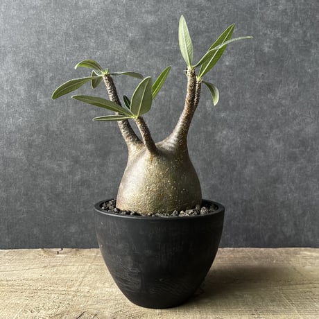 【現地球・発根済】パキポディウム グラキリス　鉢付き　塊根植物　コーデックス　観葉植物　多肉植物　PGL-14