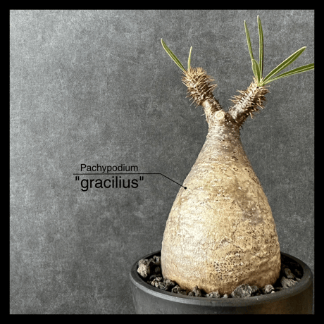 【現地球・発根済】パキポディウム グラキリス　　鉢付き　塊根植物　コーデックス　観葉植物　インテリア　多肉植物　PGS-10