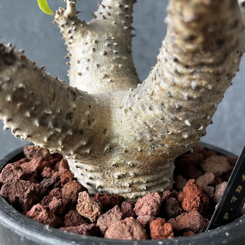 マカイエンセ Ｚ型 発根済コーデックス パキポディウム 塊根植物 