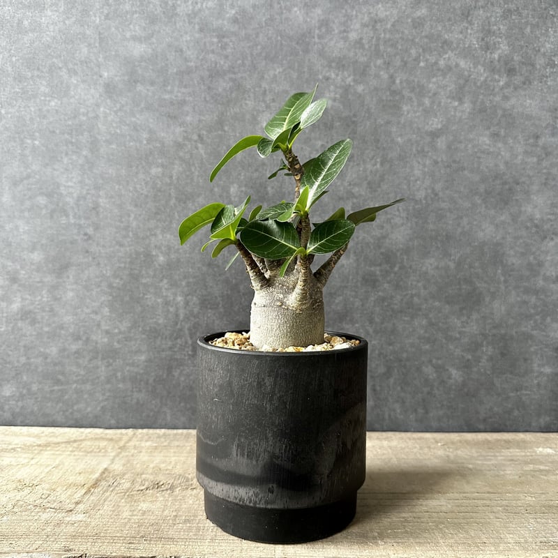 【塊根植物（コーデックス）】アデニウム・ブラックスキン（鉢つき） アデニウム ブラックスキン 塊根植物 コーデックス 観葉植物 多肉植物