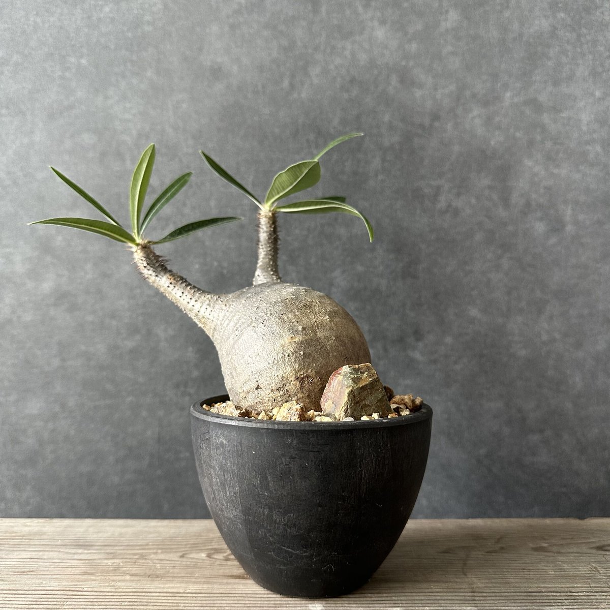 【現地球・発根済】パキポディウム グラキリス 鉢付き 塊根植物