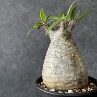 パキポディウム グラキリス【S】現地球/発根済み PGS-1 | Laule'a PLANTS