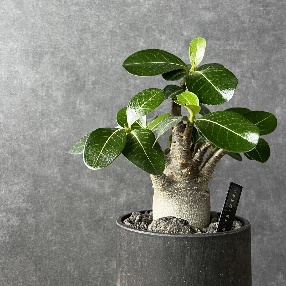 アデニウム・ブラックスキン 塊根植物 コ－デックス 観葉植物 多肉植物