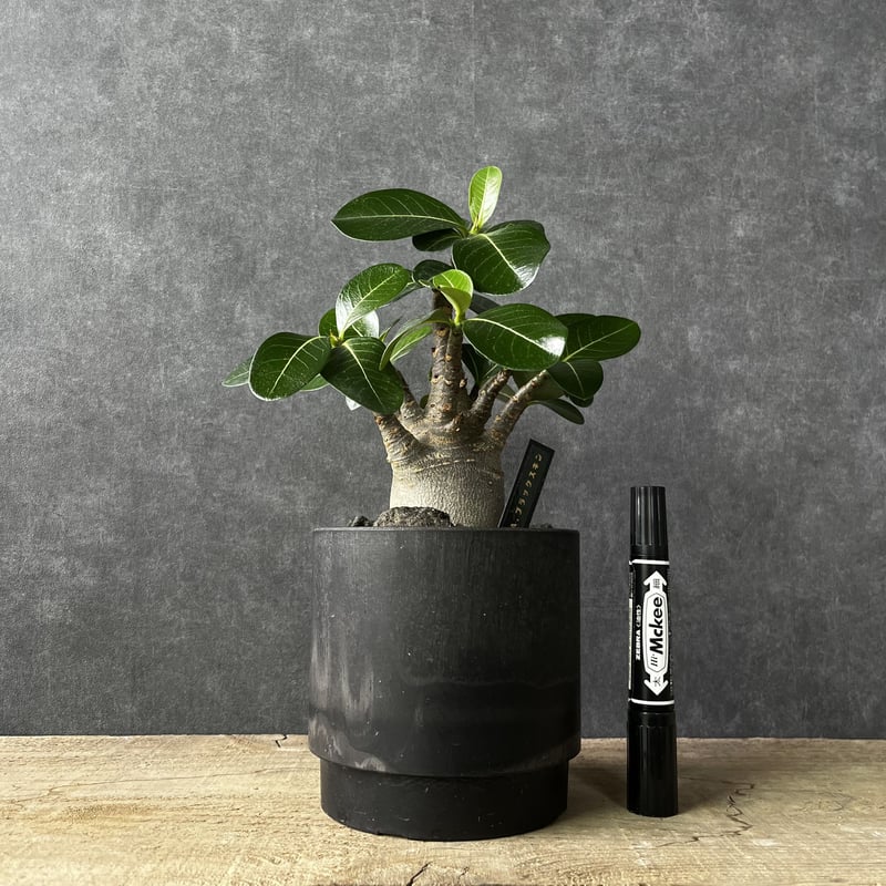 アデニウム・ブラックスキン 塊根植物 コ-デックス 観葉植物 アデニウム・ブラックスキン 塊根植物 コ-デックス 観葉植物