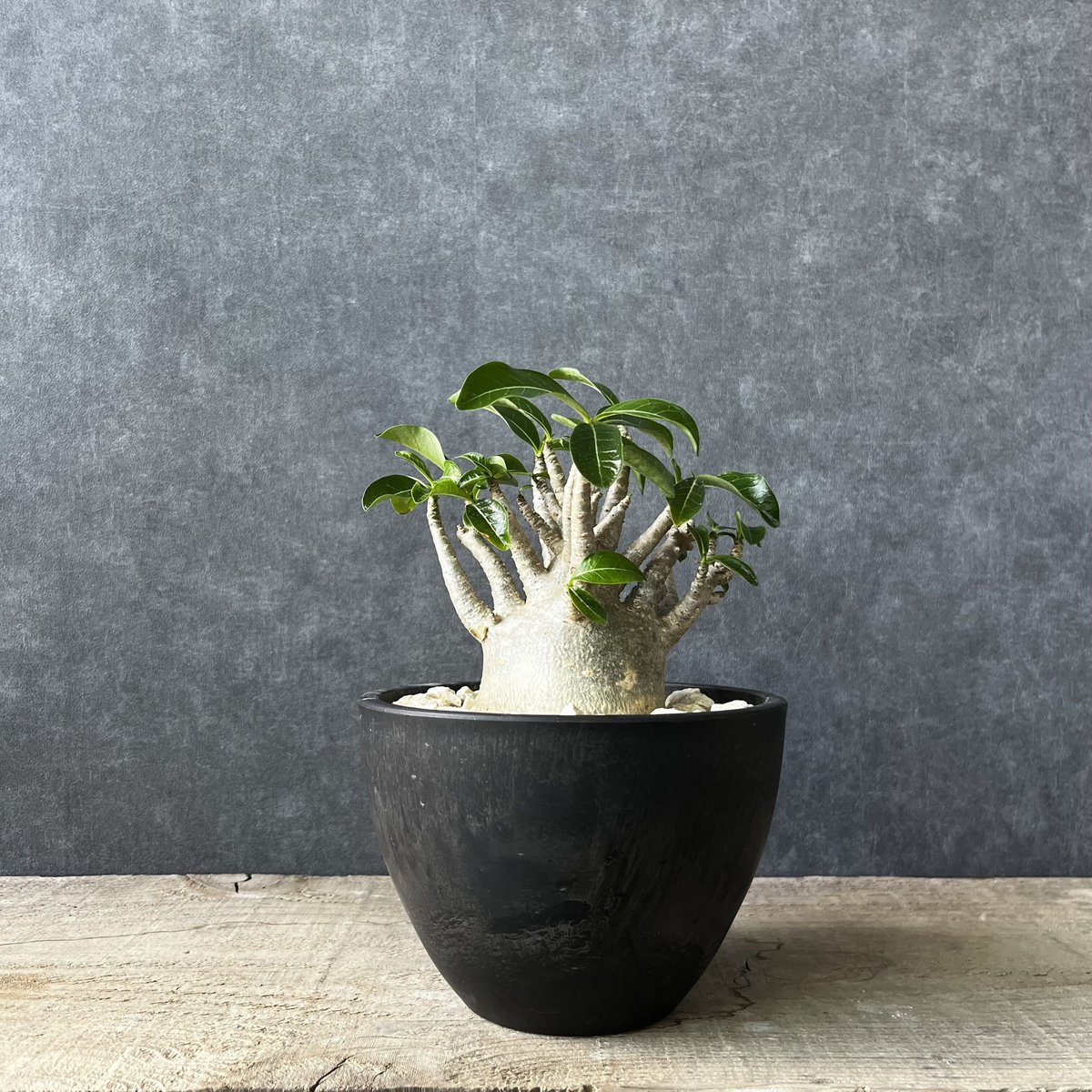 アデニウム アラビアカム ドワーフ 鉢付き 塊根植物 コーデックス 観葉