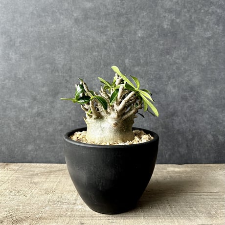 アデニウム　アラビアカム　ドワーフ　塊根植物　コーデックス　観葉植物　多肉植物　AAD-1