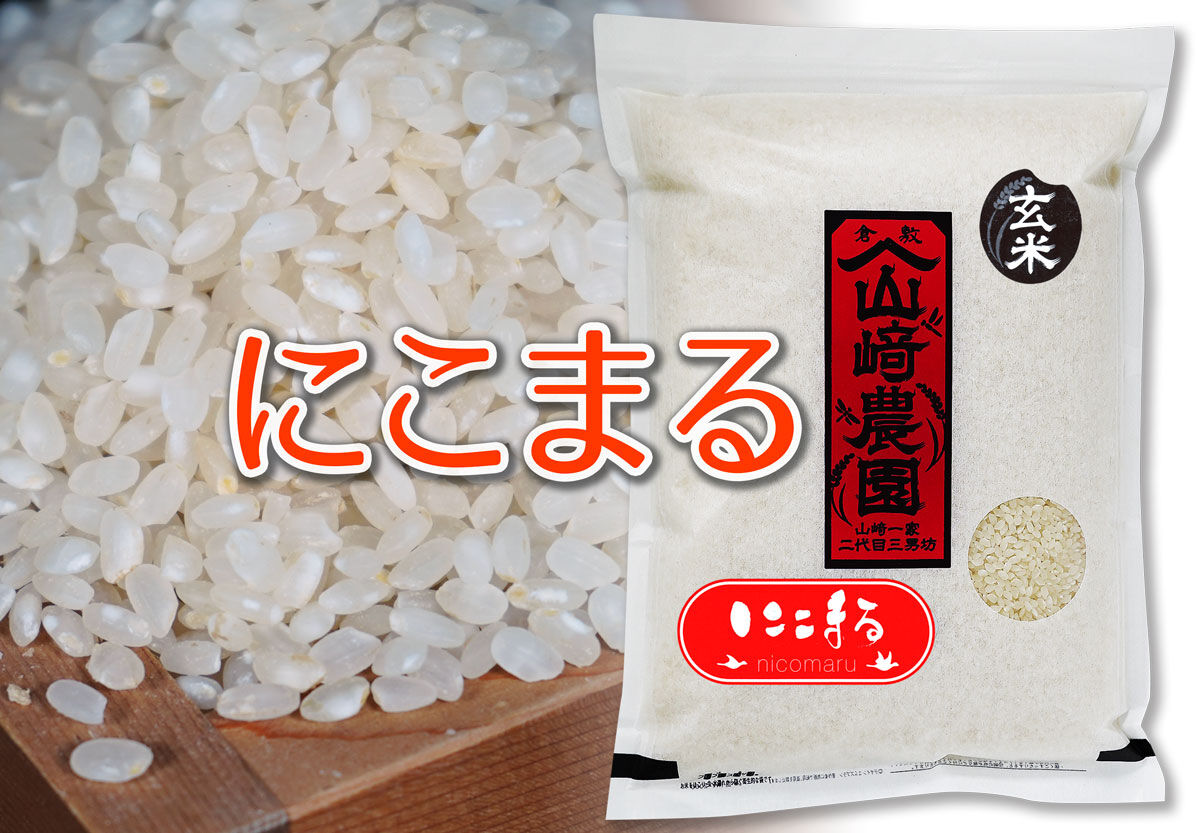 2024年朝日米10kg白米 たけ爺ブランド米 栽培期間中無化学肥料・無農薬栽培