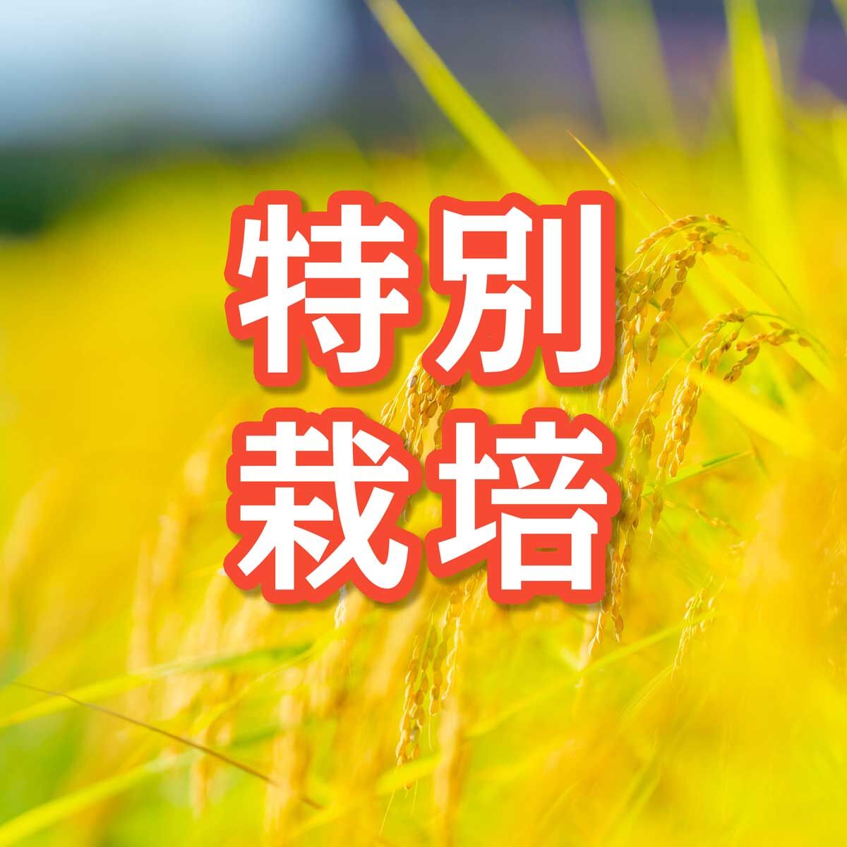岡山県産 特別栽培 ハクトモチ 玄米 10kg | ヘルシー愛米ひろば 岡山県産 特別栽培 ハクトモチ 玄米 10kg | ヘルシー愛米ひろば