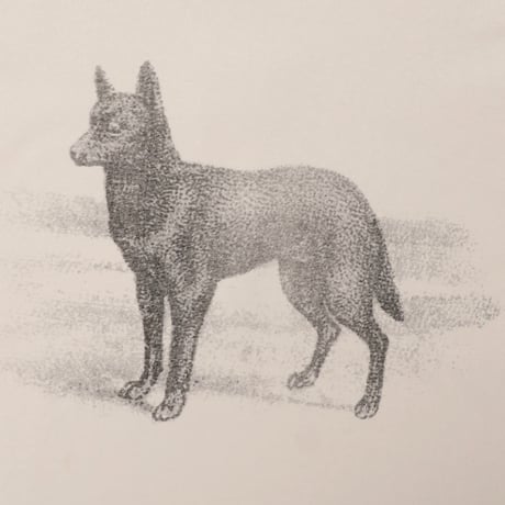 Pass~port Kelpie Tee - Natural