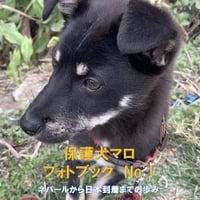 『保護犬マロ①』すべての始まり