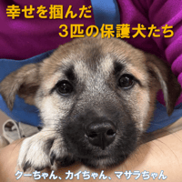『幸せな３匹の保護犬たちクー、カイ、マサラ💖』