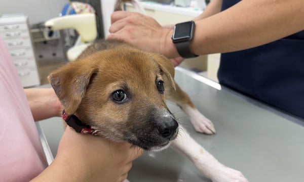 野良犬ふれあい広場