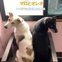 『マロとオレオ💖』２匹の出会い