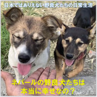 ネパールの野良犬たちは幸せなの？
