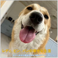 レディ、ピン、パンのその後の幸せな生活💕
