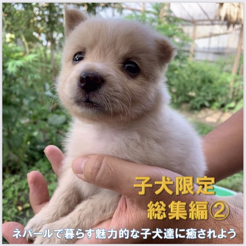 野良犬様用