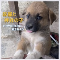 つぶらな瞳の『床屋と神社の子💖』