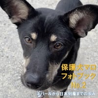 『保護犬マロ②』オレオとの出会い