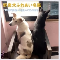 『野良犬ふれあい名鑑』デラックス版