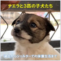 ナエラと3匹の子犬たち💖