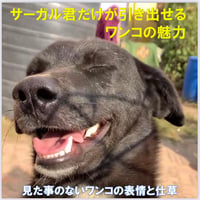 サーガル君だけが引き出せるワンコの魅力