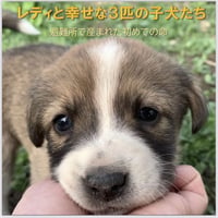 幸せなレディーと３匹の子犬たち💖