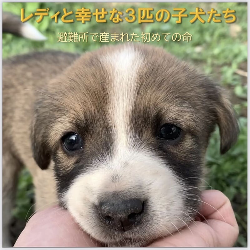 幸せなレディーと3匹の子犬たち💖 | 野良犬ふれあい広場