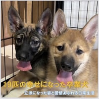 19匹の幸せになった卒業犬たち②