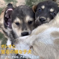 『オレオと宝石の様な子犬たち』コロコロ３兄弟