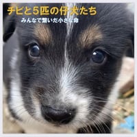 みんなで守った『チビと５匹の仔犬たち🌸』