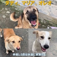『ダディ、マリア、オレオ🐶永遠に家族だよ💖』
