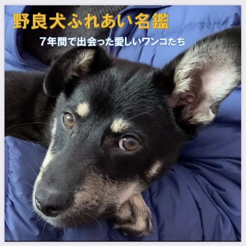 野良犬ふれあい名鑑』スタンダード版 | 野良犬ふれあい広場