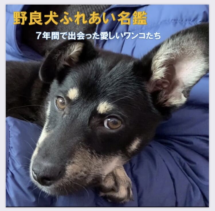 野良犬 maxresdefault.jpg