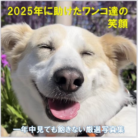 野良犬 国内優良メーカー ラジエーター いすゞ コモ 参考純正品番：5-86145-684-0