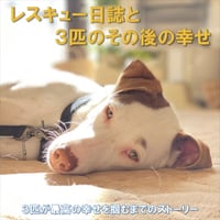 『レスキュー日誌🌸と３匹のその後の幸せ💖』