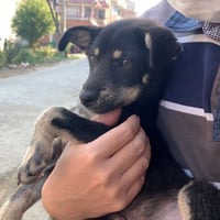 【2万円：デジタル版】マロが野良犬に戻った1週間と幸せだったオレオの記録