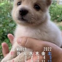 【デジタル版：2万円】全額ワンコ支援カレンダー2027