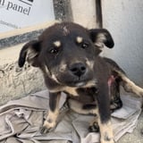野良犬ふれあい広場