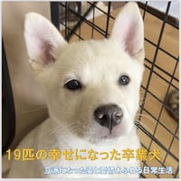 19匹の幸せになった卒業犬たち①