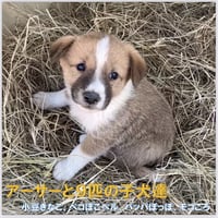 アーサーと９匹の可愛い子犬たち💖