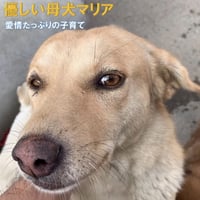 『優しい母犬マリア』尽きない母犬の愛情