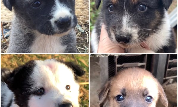 野良犬 Amazon.co.jp: 野良犬: ミュージック
