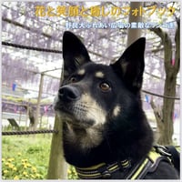 花と笑顔と癒しのフォトブック🌸