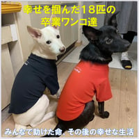 18匹の卒業ワンコの幸せな暮らし