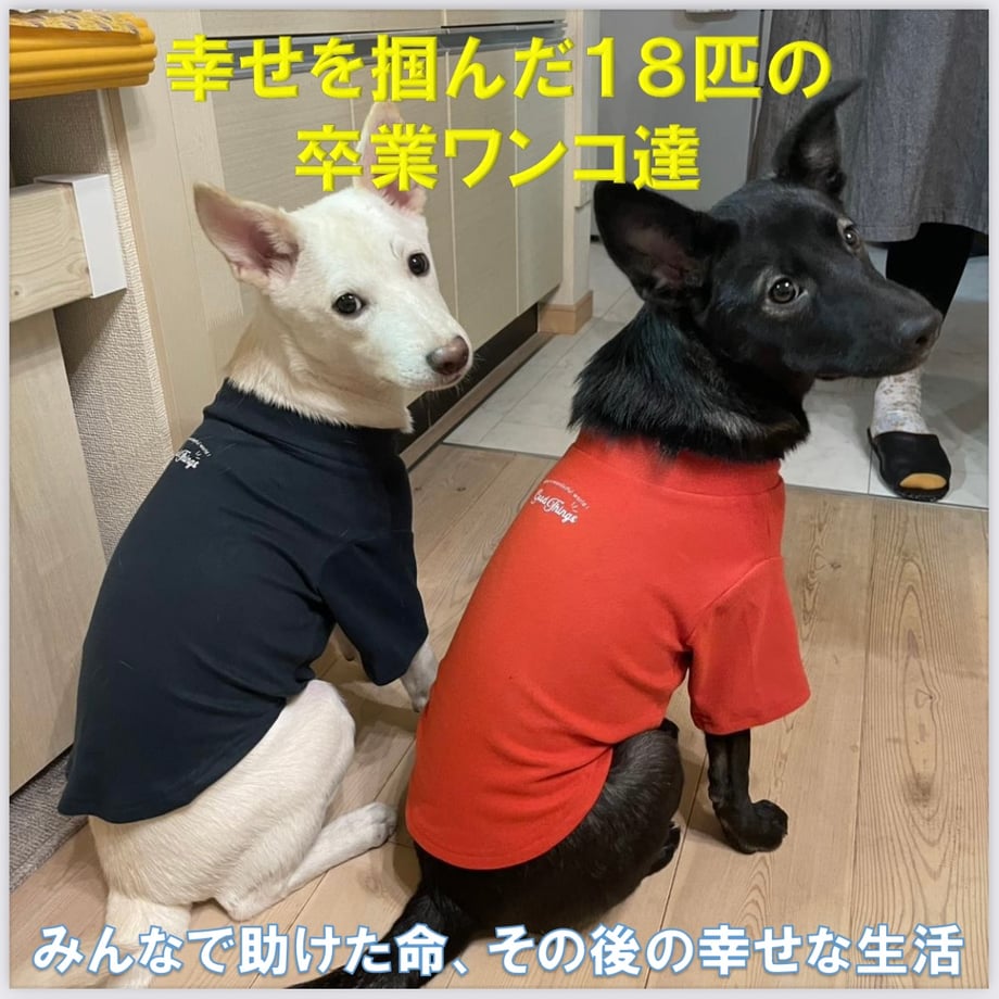 69d2453ffb3f2d85863e0471