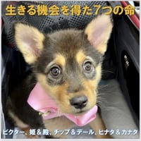 『生きる機会を得た７匹の子犬たち🌸』