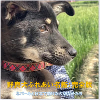 野良犬 野良犬の犬 (Splushコミックス) | coco |本 | 通販 | Amazon